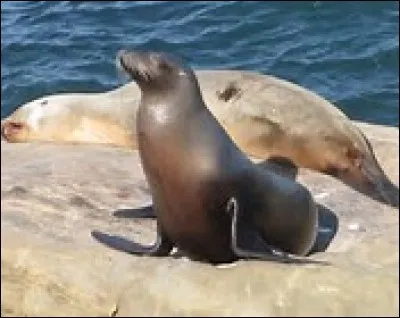 Quelle est la longévité de l'otarie de Californie ?