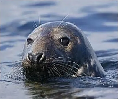 Quel est cet animal ?