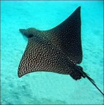 Quelle est la taille de la raie léopard ?