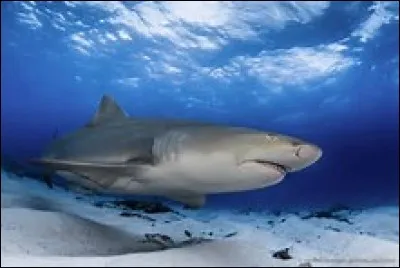 Quel profondeur peut atteindre le requin-citron ?