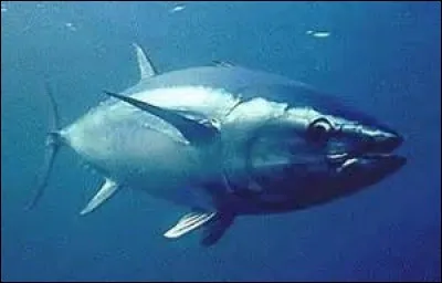 Quelle est la longévité du thon rouge ?