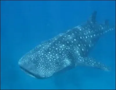 Quel est ce poisson ?