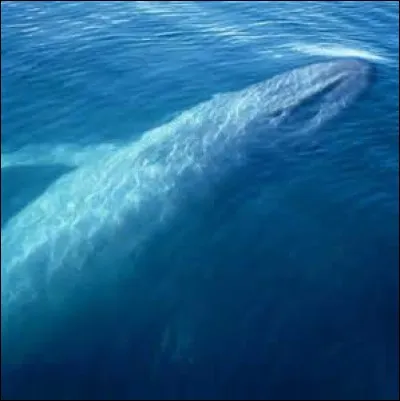 Quelle est la longévité de la baleine bleue ou rorqual bleu ?