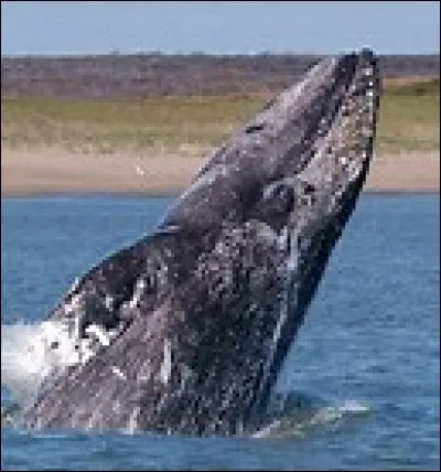Quel est le poids de la baleine grise?