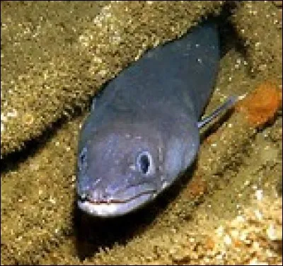 Quel est ce poisson ?