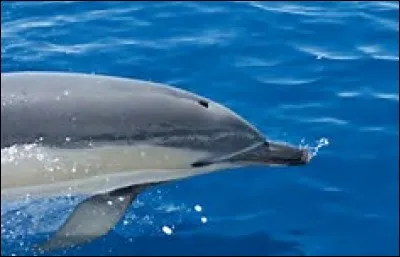 Quelle est la longévité du dauphin commun ?
