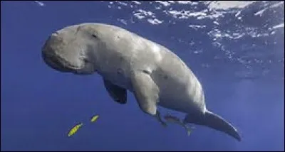Quel est le poids du dugong ?