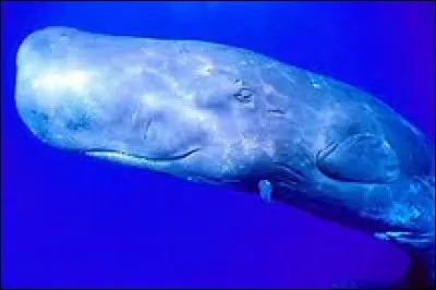 Quel est cet animal ?