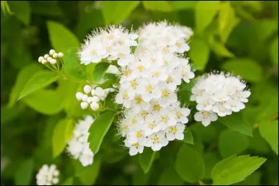 Carré d'agneau, c'est un endroit rêvé pour Io.