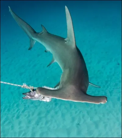 Dans quelle mer pourrez-vous croiser un requin-marteau ?