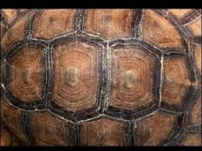À quel animal appartient cette carapace ?