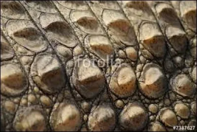À quel animal appartiennent ces écailles ?