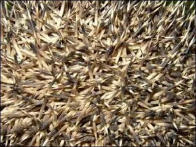 À quel animal appartiennent ces piques ?