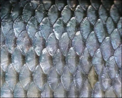 À quel animal appartiennent ces écailles ?