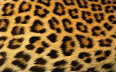 À quel animal appartient ce pelage ?