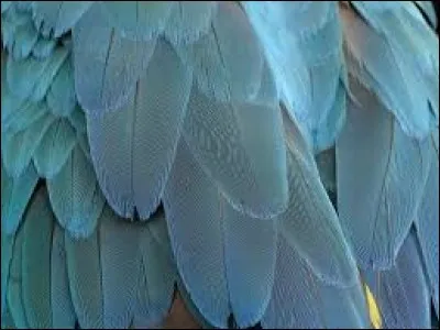 À quel animal appartient ce plumage ?