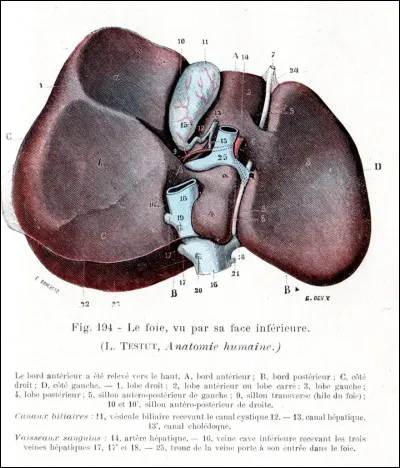 Combien de lobes possède le foie ?