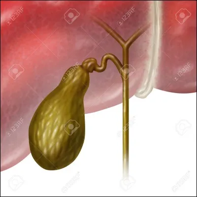 Quelles sont les 3 parties anatomiques de la vésicule biliaire ? 
a) corps
b) queue
c) tête 
d) fundus 
e) col