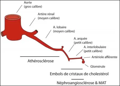 Quelles sont les 3 grandes couches des parois vasculaires ?
a) muqueuse
b) intima
c) adventice
d) média 
e) sous-muqueuse