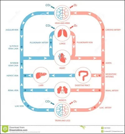 Que représentent les vaisseaux bleus et rouges ? 
a) Bleu : hématosé
b) Bleu : non hématosé
c) Rouge : hématosé
d) Rouge : non hématosé