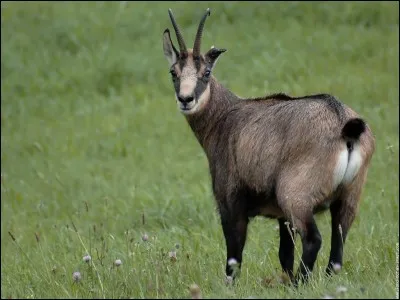 Il mesure à peu près 1,50 m.