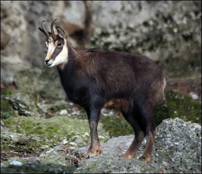À l'arrière de chaque patte, le chamois a 1 doigt pour ne pas glisser.