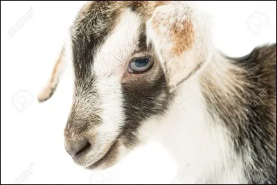 Le chamois est un cousin de la chèvre.
