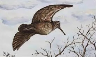 Il y a des idiots qui chassent
Les lièvres et les bécasses.
Mais au fait, qui a écrit le livre Contes de la bécasse ?