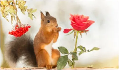Un bébé ouvre l'œil,
C'est bébé écureuil.
L'automne est là, l'été s'en va.
Des millions d'arbres dans le monde sont plantés accidentellement par les écureuils qui enterrent leurs graines et oublient ensuite où ils les ont cachées.