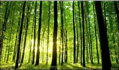 Cette ombre a colorié 
Les feuilles en rouge foncé.
L'automne est là, l'été s'en va.
Saviez-vous que les arbres communiquent entre eux ?