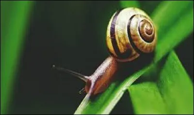 L'escargot comme il pleut 
Est à nouveau heureux.
L'automne est là, l'été s'en va.
L'escargot peut hiberner dans sa coquille.