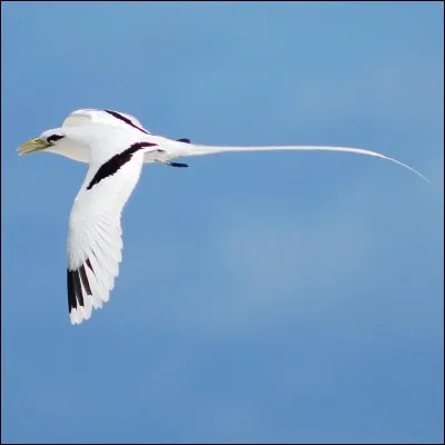 Qu'est-ce qu'un paille-en-queue ?