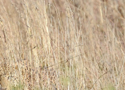 Quiz Trouvez l'animal 2