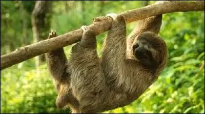 "U" comme "unau". Cela correspond à l'autre nom du paresseux à deux doigts. Dans quelle région du monde vit cet animal ?