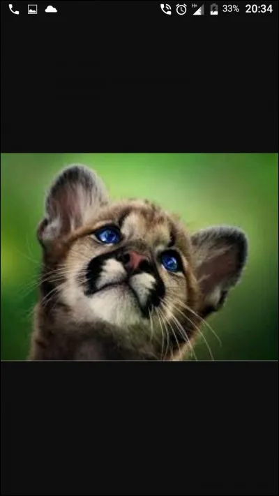 Quel animal préfères-tu parmi eux ?