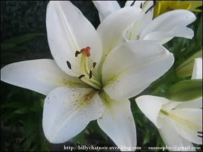 De qui Severus est-il amoureux depuis son enfance ?