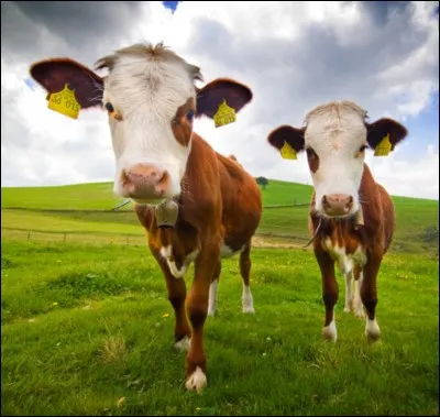 Les vaches ont des meilleures amies avec qui elles passent du temps.