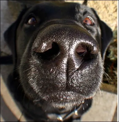 La truffe du chien est-elle l'équivalent de l'empreinte digitale des humains ?