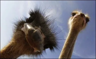 L'autruche n'a pas de dents, comment broie-t-elle ses aliments ?