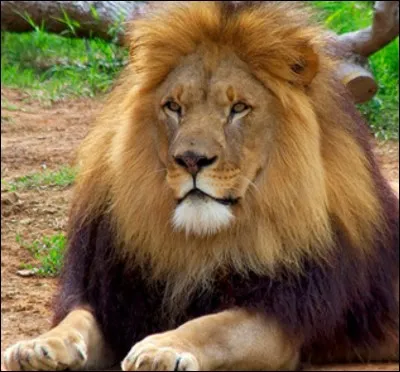 Pourquoi le lion est le roi des animaux ?
