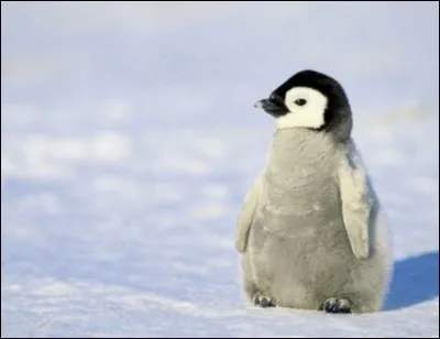 Qu'offre le pingouin à sa bien-aimée pour la conquérir ?