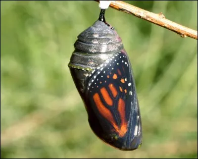 Qu'est-ce que la chrysalide ?