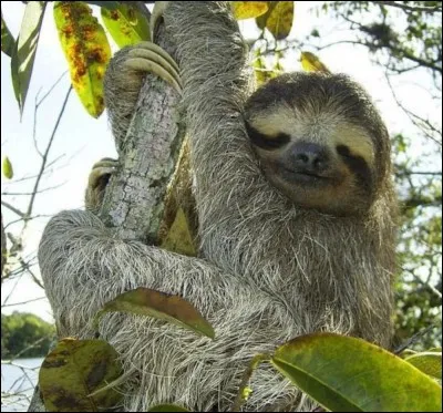 À quoi le paresseux doit-il son nom ?