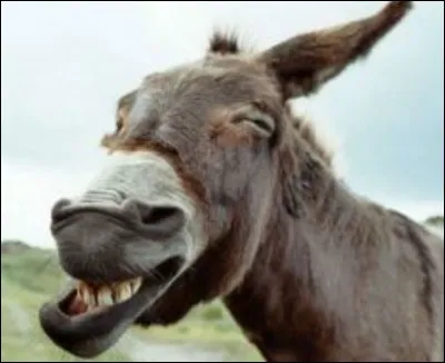 On dit que l'âne est têtu, mais en réalité il est...