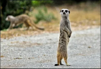 Pourquoi le surricate est-il toujours debout ?