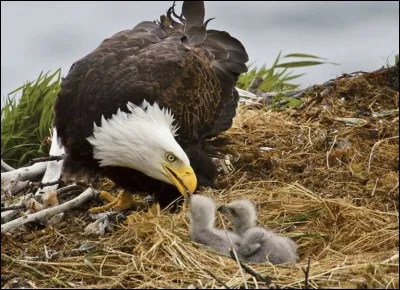 Le bébé de l'aigle est l'...