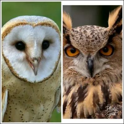 Quelle est la différence entre hibou et chouette ?