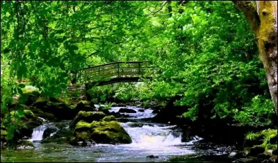 Quel poisson est capable de ramper dans l'herbe mouillée ?
