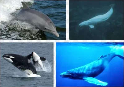 Point commun des cétacés : dauphins, orques, baleines, etc.