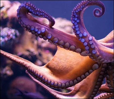 La pieuvre a le pouvoir de...